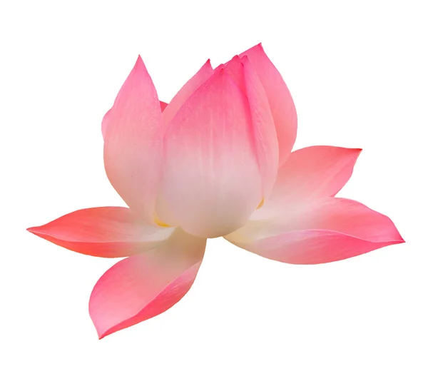 Einzelner Lotus isoliert über Weiß — Stockfoto