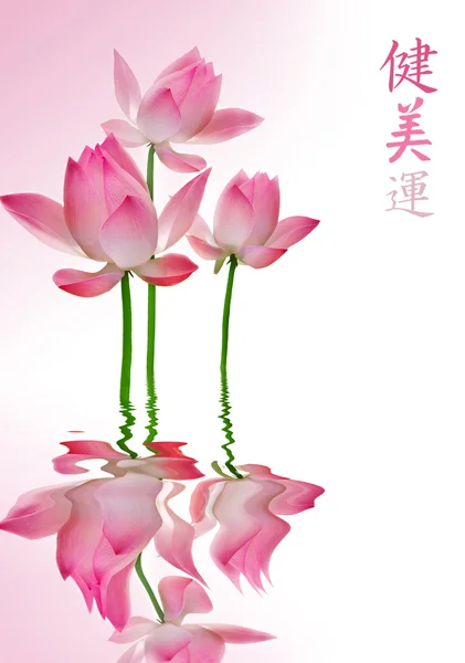 Schöner Lotus mit Reflexion — Stockfoto
