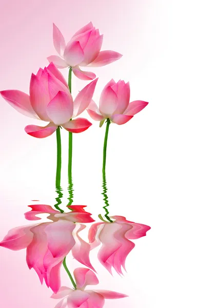 Vackra lotus med reflektion — Stockfoto