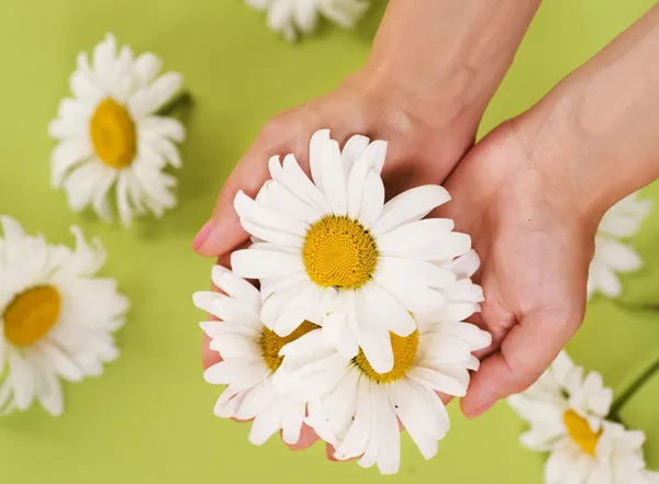 Руки з квітками ромашки — стокове фото