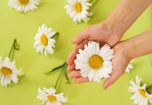 Руки с цветком ромашки — стоковое фото