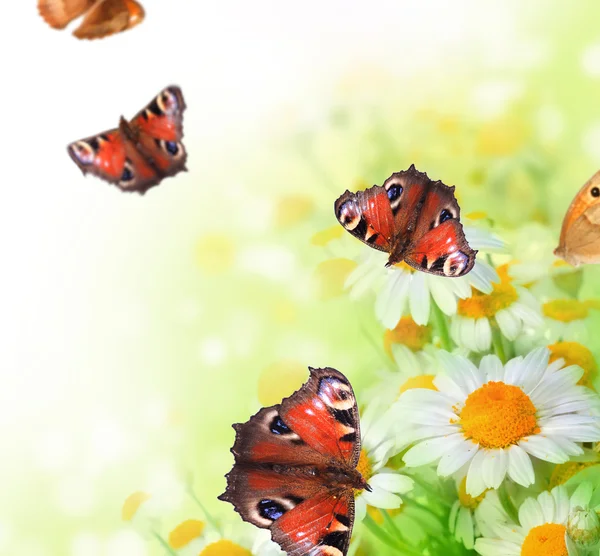 Butterflies On A Flowers — Stock Photo, Image