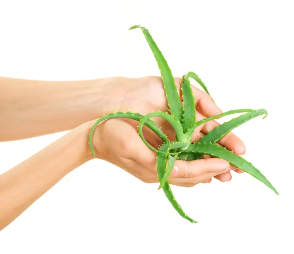 Aloe vera στα χέρια — Φωτογραφία Αρχείου