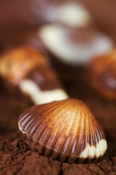 Conchas de chocolate — Fotografia de Stock