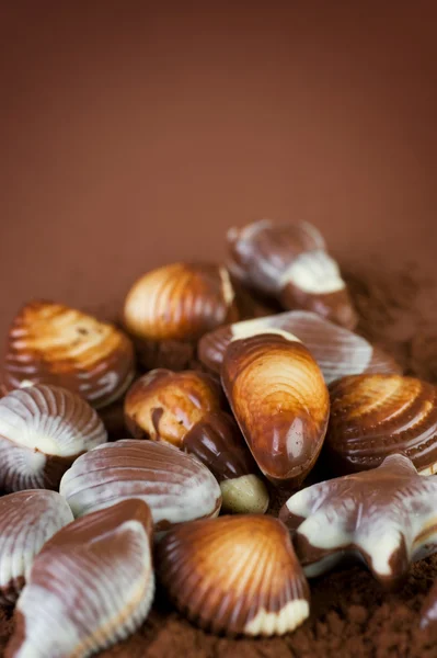Csokoládé Seashells határ — Stock Fotó