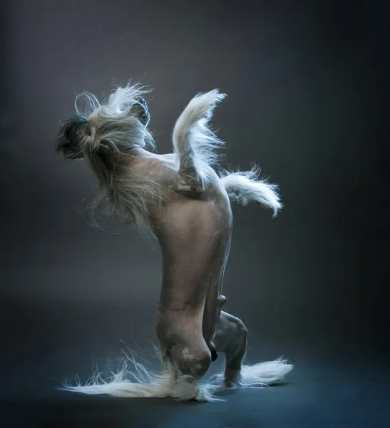Chinese Crested dog — Stockfoto