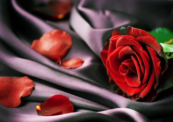 Czerwona róża i jedwab — Zdjęcie stockowe