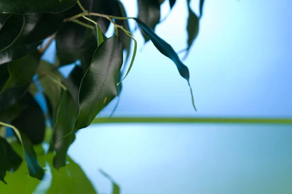 stock image Green Leaves In Water