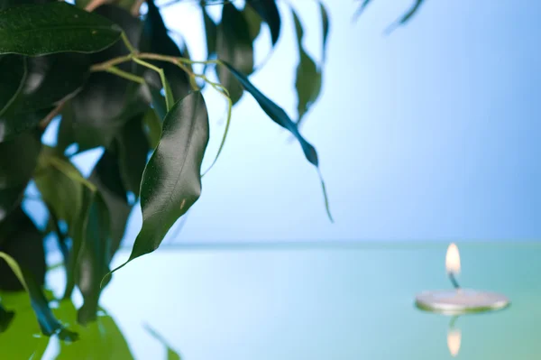 緑色の葉を水に浮遊蝋燭 — ストック写真