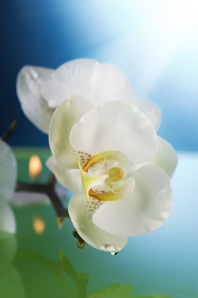 Orchidee und brennende Kerze im Wasser — Stockfoto