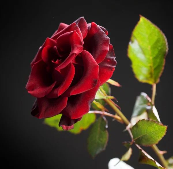Bella rosa rossa su nero — Foto Stock