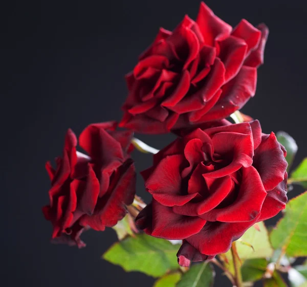 Rosas vermelhas bonitas Bouquet sobre preto — Fotografia de Stock