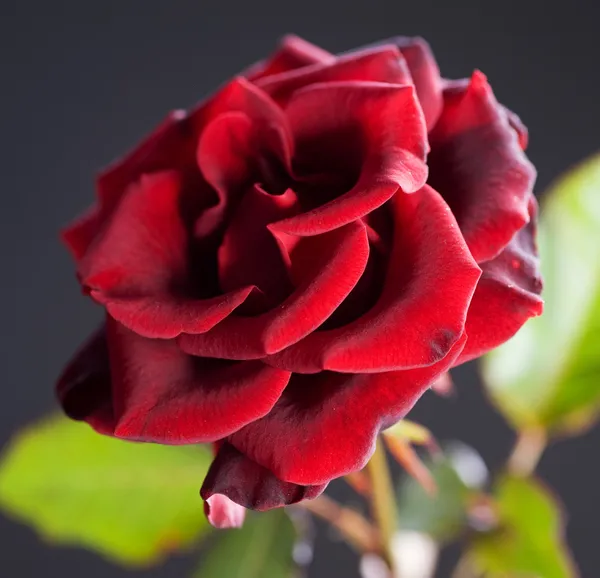 Rosa vermelha bonita sobre preto — Fotografia de Stock