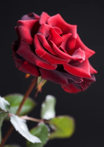 Όμορφο τριαντάφυλλο κόκκινο σε μαύρο — Φωτογραφία Αρχείου