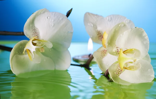 Biała orchidea w wodzie — Zdjęcie stockowe