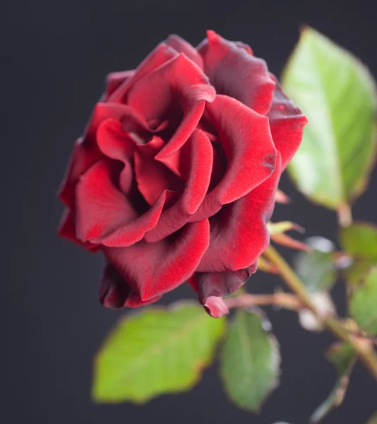 Όμορφο τριαντάφυλλο κόκκινο σε μαύρο — Φωτογραφία Αρχείου