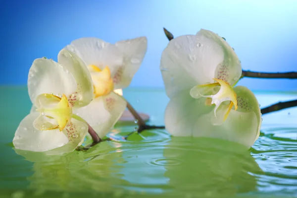 Weiße Orchidee im Wasser — Stockfoto