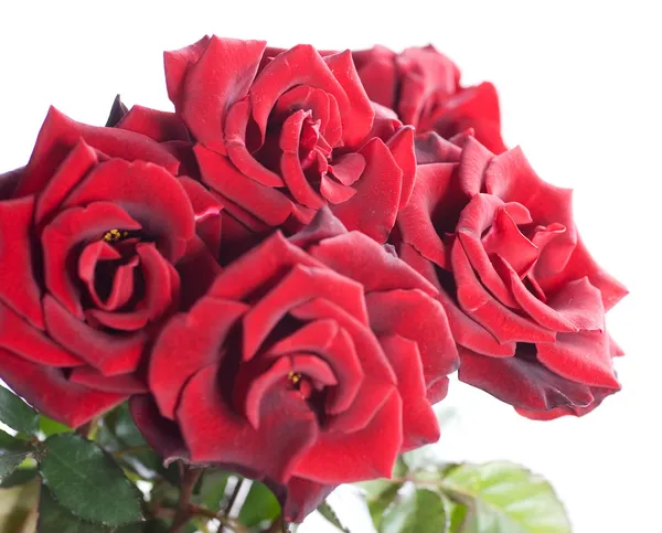 Bela rosas vermelhas cacho — Fotografia de Stock