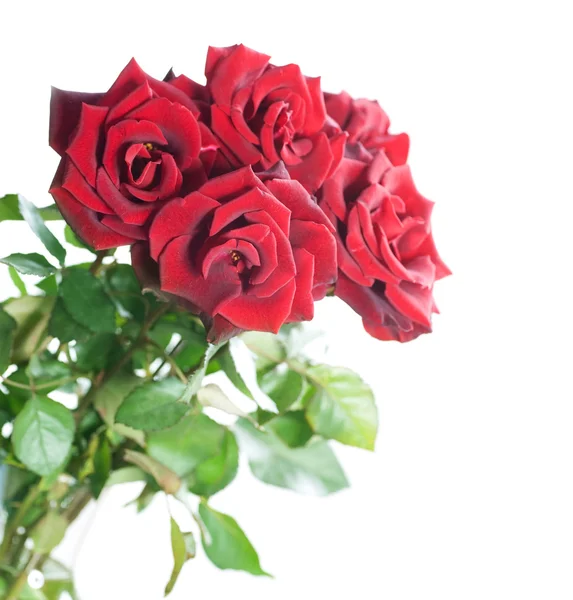 Rosas vermelhas bonitas sobre branco — Fotografia de Stock