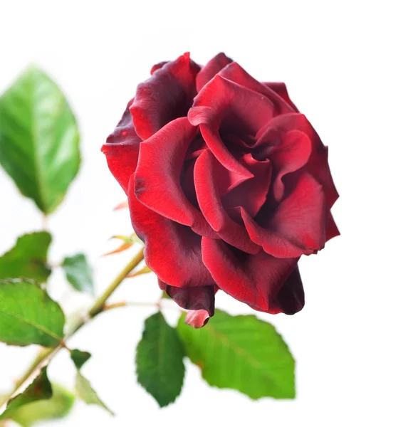 白で美しい赤いバラ — ストック写真