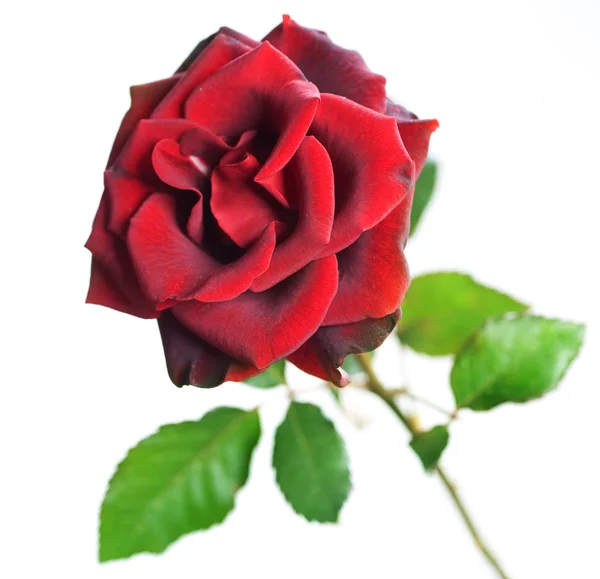 Hermosa rosa roja sobre blanco —  Fotos de Stock