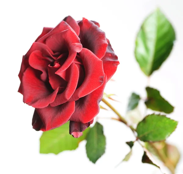 Rosa vermelha bonita sobre branco — Fotografia de Stock