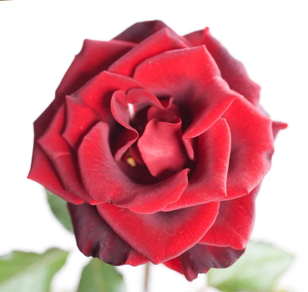 Schöne rote Rose über weiße — Stockfoto