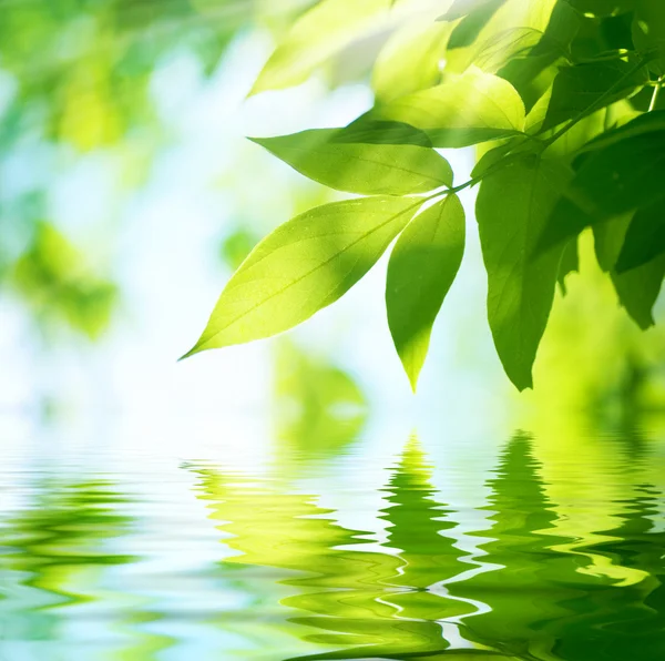 Grüne Blätter. Natur Hintergrund — Stockfoto