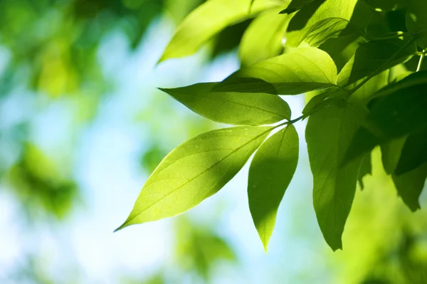 Zelený leaves.nature pozadí — Stock fotografie