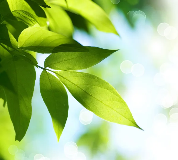 Green Leaves.Nature — Stock Photo, Image