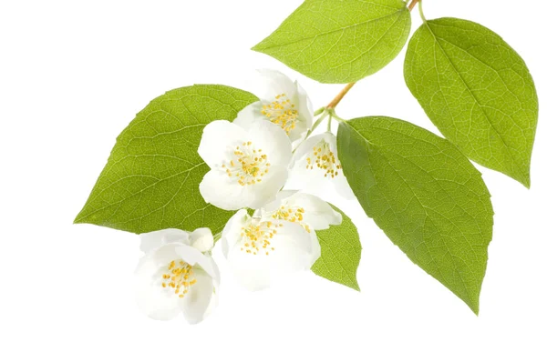 Vackra färska jasmine — Stockfoto