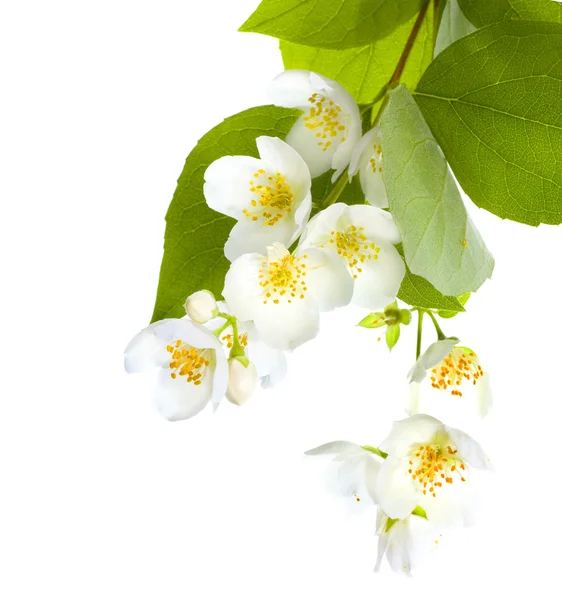 Fresh Jasmine — Stock Photo, Image