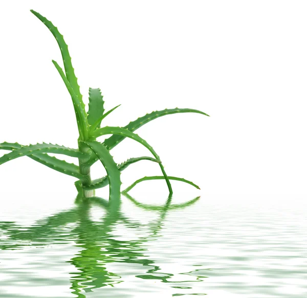 Aloe vera en el agua — Foto de Stock