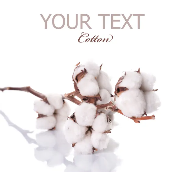 Pianta di cotone sopra bianco — Foto Stock