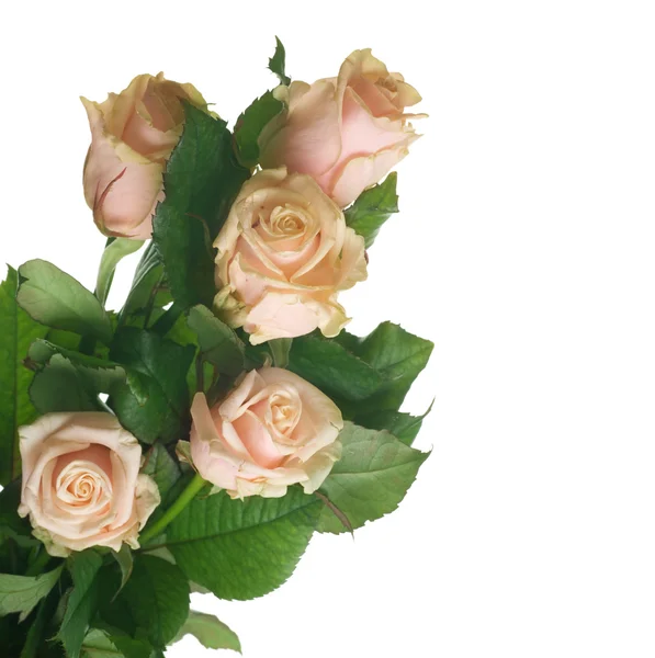 Rose isolate su bianco — Foto Stock