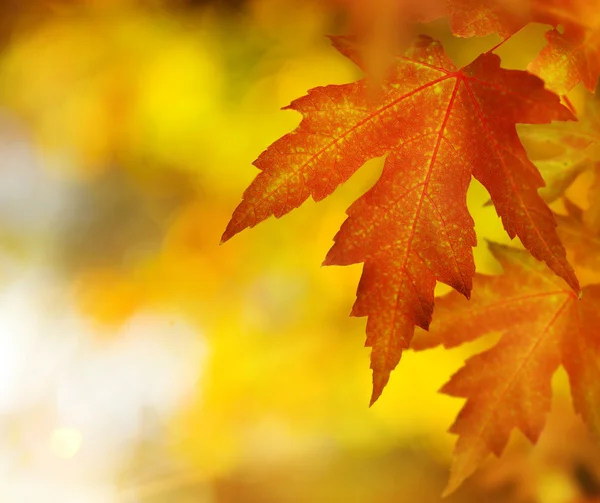 Na podzim. podzim — Stock fotografie