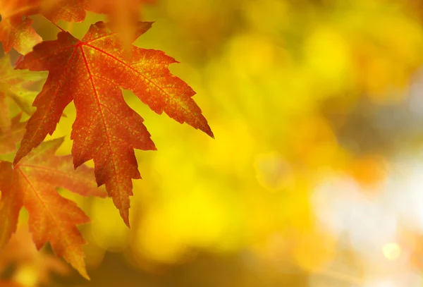 Fall.Autumn achtergrond — Stockfoto