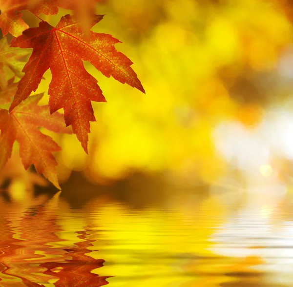 Fall.Autumn pozadí — Stock fotografie