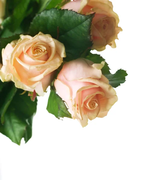 아름 다운 장미 테두리 — 스톡 사진