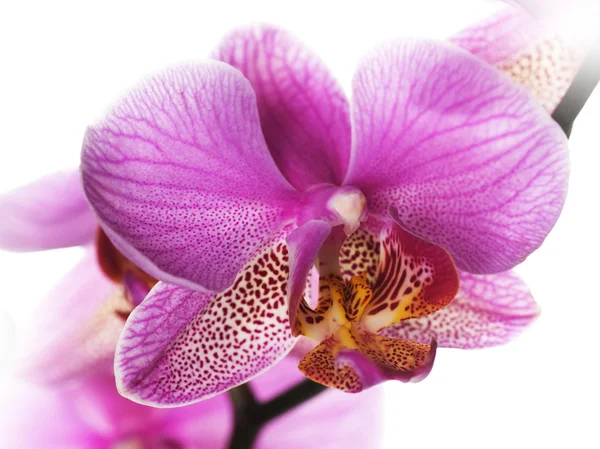 Krásné orchideje detail — Stock fotografie