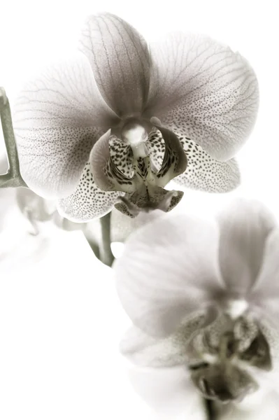 Orchidej černá a bílá — Stock fotografie