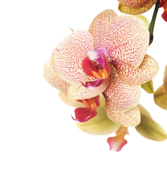 Orchid Closeup — Stock Photo, Image