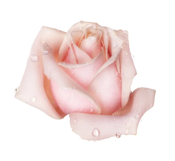 Perfect Rose Isolated On White — Stock Photo, Image