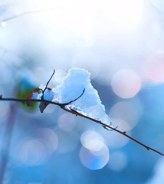 Winter art design. Snow — Stock Photo, Image