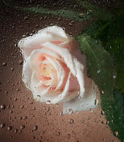 Våt rose — Stockfoto