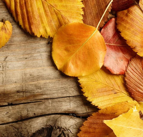Autumn listowie na tle drewna. z miejsca kopiowania — Zdjęcie stockowe