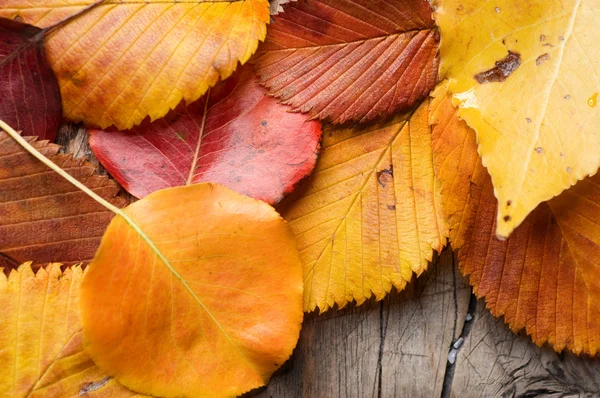 Осіннє листя над дерев'яним тлом — стокове фото