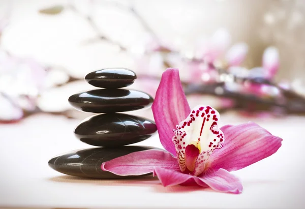 Spa Stones and orchid flower — Stock Photo, Image