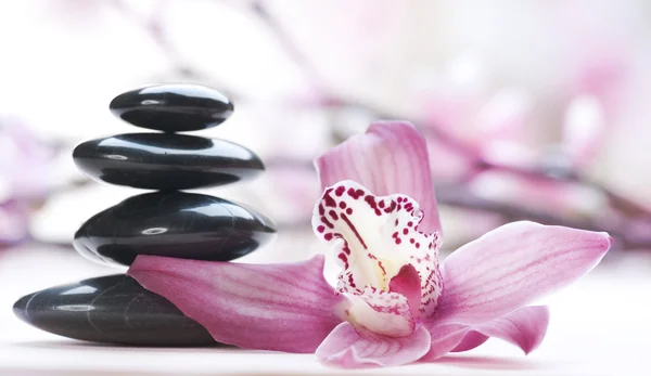 Pedras de spa e flor de orquídea — Fotografia de Stock