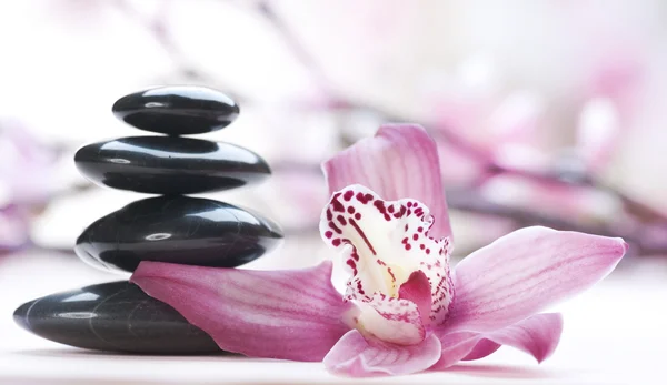 Spa stenen en orchidee bloem — Stockfoto